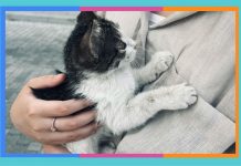 Día Mundial de Amar a tu Mascota: 20 de febrero amar-a-tu-mascota