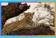 Día Internacional del Leopardo Árabe: 10 de febrero leopardo-arabe
