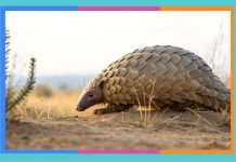 Día Mundial del Pangolín pangolin