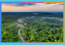 Día Internacional de los Bosques: 21 de marzo bosques