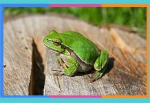 Día Mundial de la Rana: 20 de marzo rana