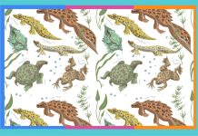 Día Mundial para la Conservación de los Anfibios: 28 de abril anfibios