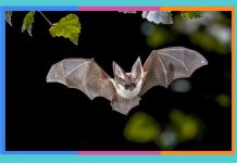 Día de Apreciación de los Murciélagos: 17 de abril murcielagos