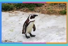Día Mundial de los Pingüinos: 25 de abril pinguinos