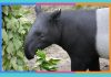 Día Mundial del Tapir: 27 de abril tapir