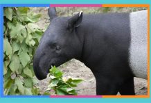 Día Mundial del Tapir: 27 de abril tapir