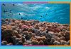 Día Mundial de los Arrecifes: 1 de junio arrecifes