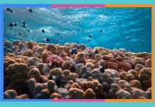 Día Mundial de los Arrecifes: 1 de junio arrecifes