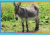 Día Mundial del Burro: 8 de mayo burro