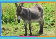 Día Mundial del Burro: 8 de mayo burro