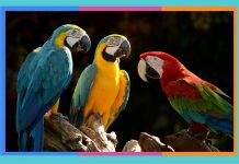 Día Mundial del Loro: 31 de mayo loros