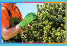 Día Internacional de la Sanidad Vegetal: 12 de mayo sanidad-vegetal