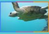 Día Mundial de la Tortuga: 23 de mayo tortuga