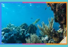 Día Mundial de los Océanos: 8 de junio oceanos