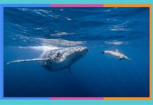 Día Mundial de las Ballenas y los Delfines: 23 de julio ballenas-y-delfines