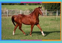 Día Mundial del Caballo: 11 de julio caballo