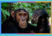 Día Mudial del Chimpancé: 14 de julio chimpance