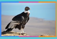 Día Internacional del Cóndor: 7 de julio condor