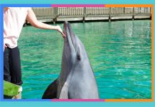 Día Mundial de los Delfines en Cautiverio: 4 de julio delfines-en-cautiverio