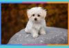 Día Mundial del Perro: 21 de julio perro
