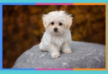 Día Mundial del Perro: 21 de julio perro