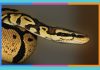 Día Mundial de la Serpiente: 16 de julio serpiente