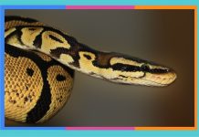 Día Mundial de la Serpiente: 16 de julio serpiente