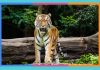 Día Internacional del Tigre: 29 de julio tigre