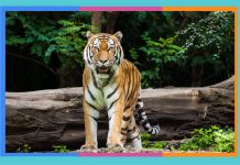 Día Internacional del Tigre: 29 de julio tigre