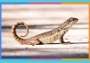 Día Mundial del Lagarto: 14 de agosto lagarto