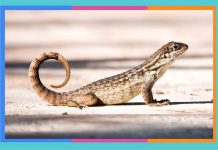 Día Mundial del Lagarto: 14 de agosto lagarto