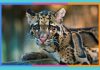 Día Internacional del Leopardo Nublado: 4 de agosto leopardo-nublado