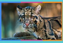 Día Internacional del Leopardo Nublado: 4 de agosto leopardo-nublado