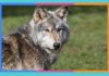 Día Internacional del Lobo: 13 de agosto lobo
