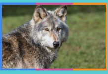 Día Internacional del Lobo: 13 de agosto lobo